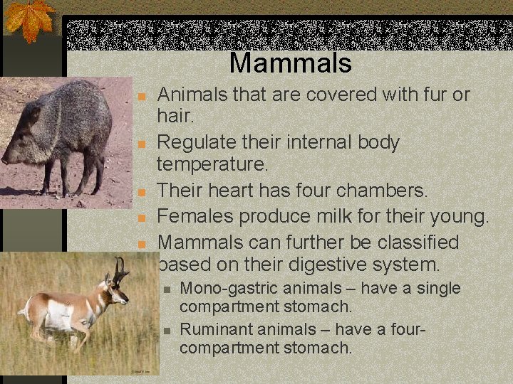 Mammals n n n Animals that are covered with fur or hair. Regulate their