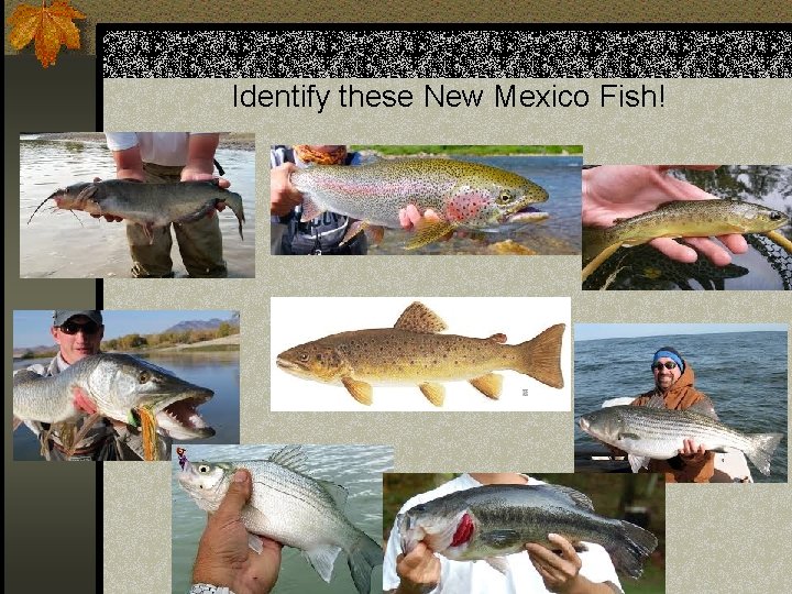 Identify these New Mexico Fish! 