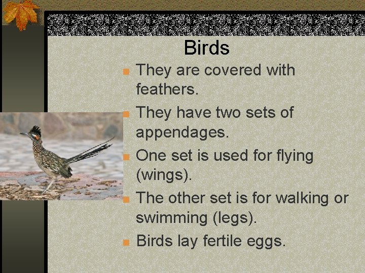 Birds n n n They are covered with feathers. They have two sets of