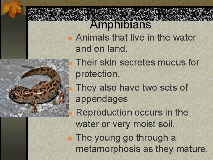 Amphibians n n n Animals that live in the water and on land. Their