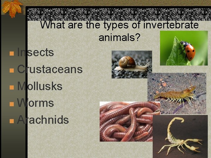 What are the types of invertebrate animals? Insects n Crustaceans n Mollusks n Worms