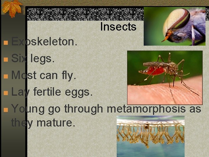 Insects Exoskeleton. n Six legs. n Most can fly. n Lay fertile eggs. n