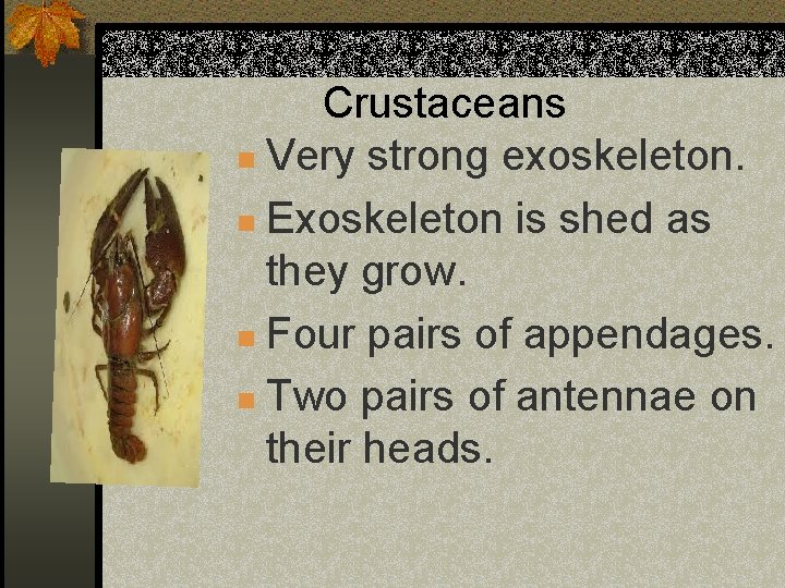 Crustaceans n Very strong exoskeleton. n Exoskeleton is shed as they grow. n Four