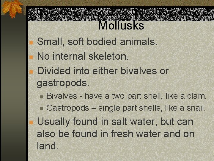 Mollusks n n n Small, soft bodied animals. No internal skeleton. Divided into either