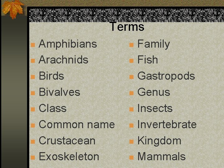 Terms Amphibians n Arachnids n Birds n Bivalves n Class n Common name n