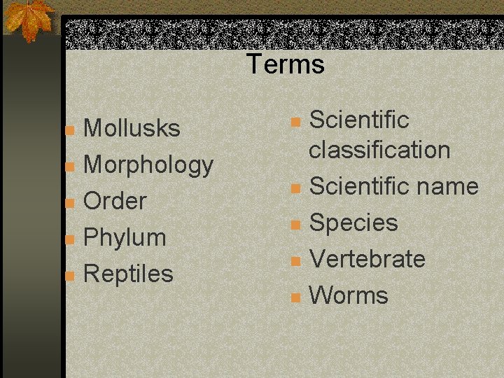Terms Mollusks n Morphology n Order n Phylum n Reptiles n Scientific classification n