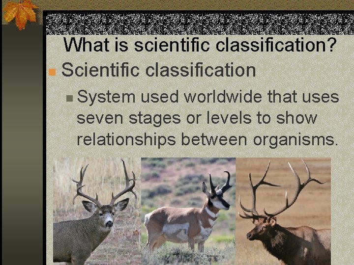 What is scientific classification? n Scientific classification n System used worldwide that uses seven