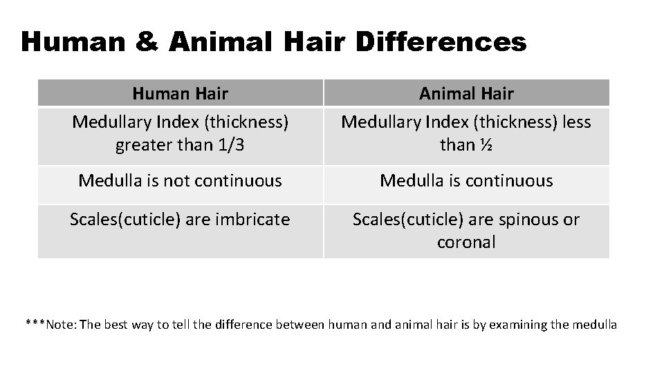 Human & Animal Hair Differences Human Hair Medullary Index (thickness) greater than 1/3 Animal Human & Animal Hair Differences Human Hair Medullary Index (thickness) greater than 1/3 Animal