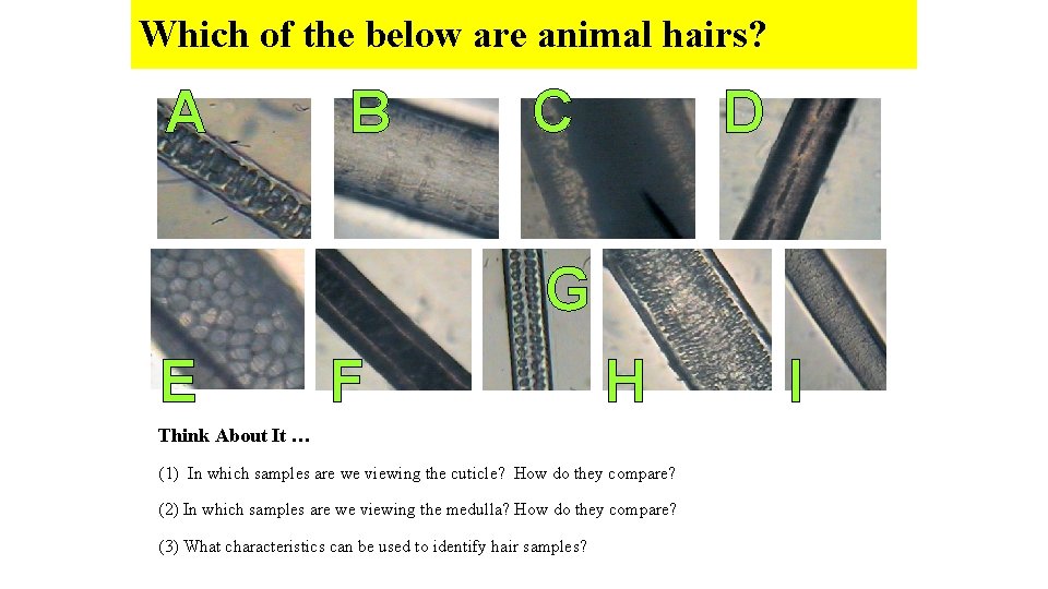 Which of the below are animal hairs? A B C D G E F