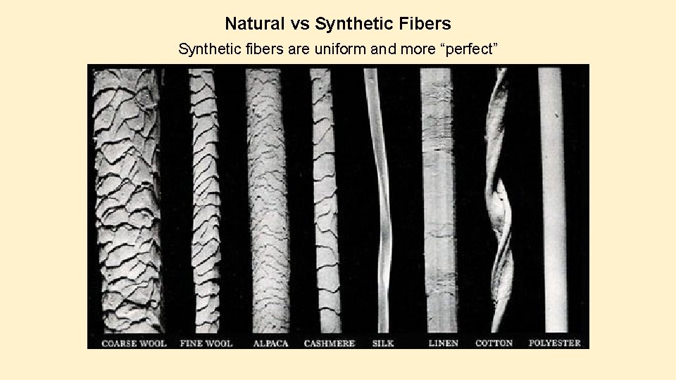 Natural vs Synthetic Fibers Synthetic fibers are uniform and more “perfect” 