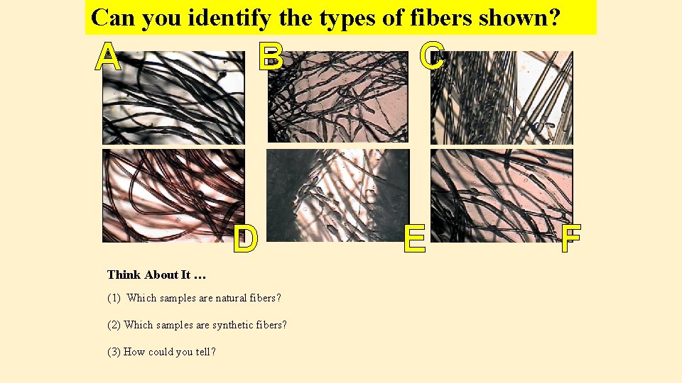 Can you identify the types of fibers shown? A B D Think About It Can you identify the types of fibers shown? A B D Think About It