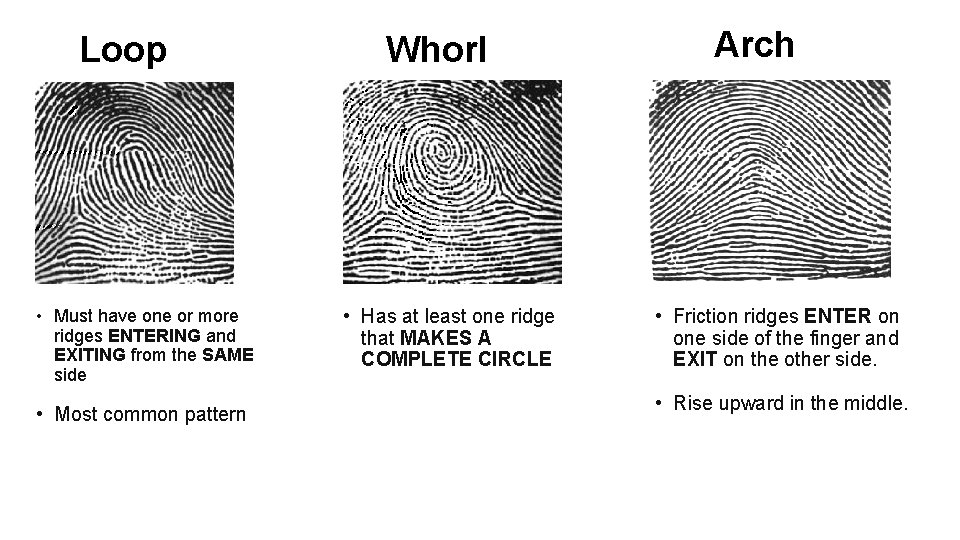 Loop • Must have one or more ridges ENTERING and EXITING from the SAME