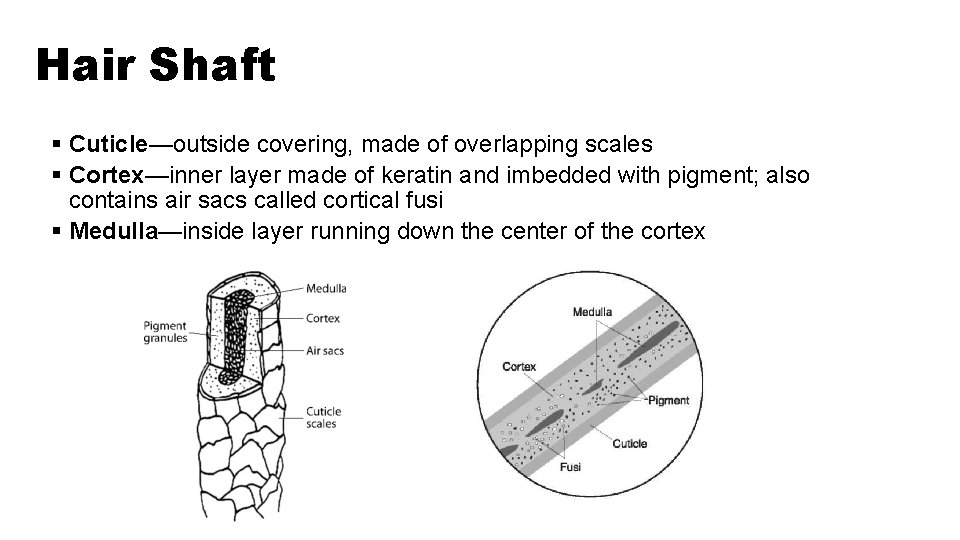 Hair Shaft Composed of: § Cuticle—outside covering, made of overlapping scales § Cortex—inner layer