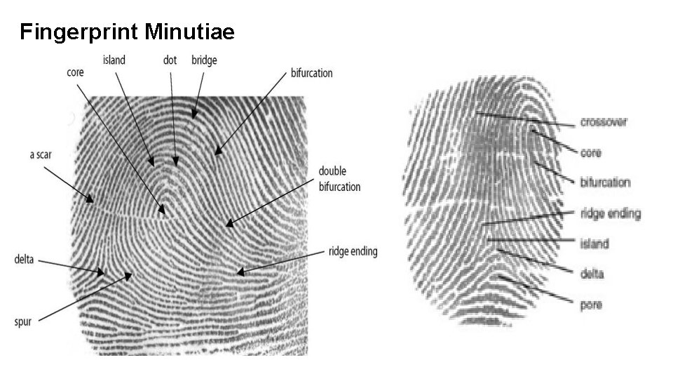 Fingerprint Minutiae Fingerprint Minutiae