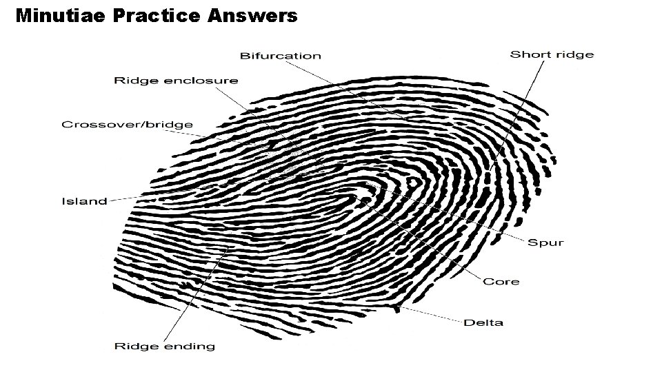 Minutiae Practice Answers Minutiae Practice Answers