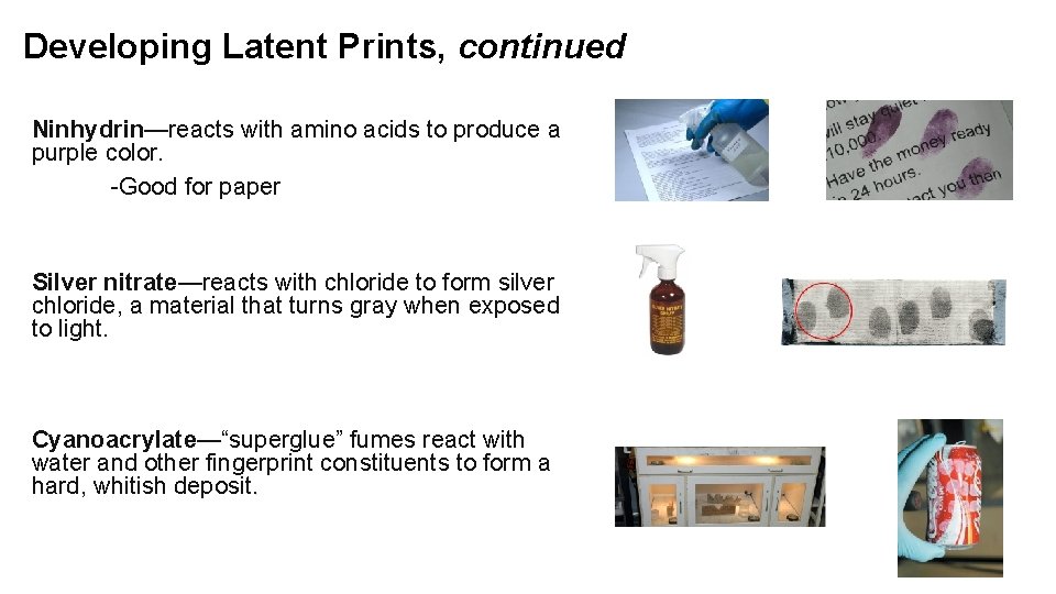 Developing Latent Prints, continued Ninhydrin—reacts with amino acids to produce a purple color. -Good