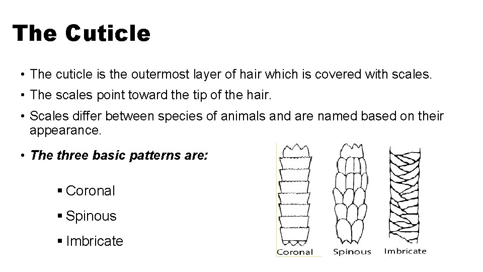 The Cuticle • The cuticle is the outermost layer of hair which is covered The Cuticle • The cuticle is the outermost layer of hair which is covered