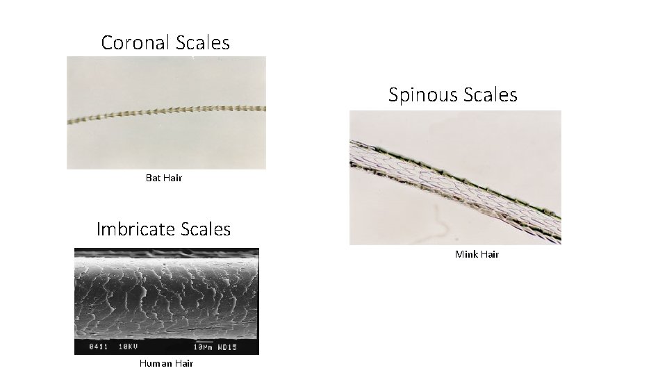 Coronal Scales Spinous Scales Bat Hair Imbricate Scales Mink Hair Human Hair 