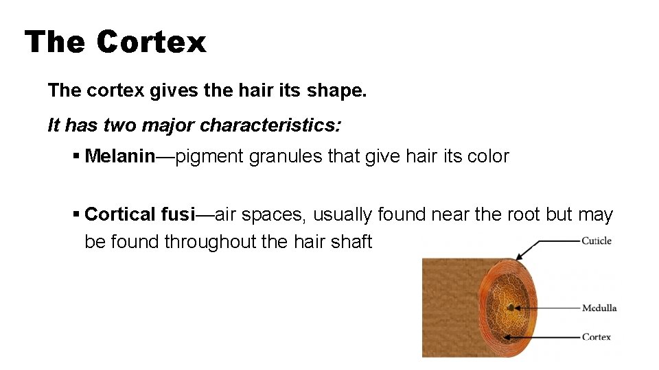 The Cortex The cortex gives the hair its shape. It has two major characteristics: The Cortex The cortex gives the hair its shape. It has two major characteristics: