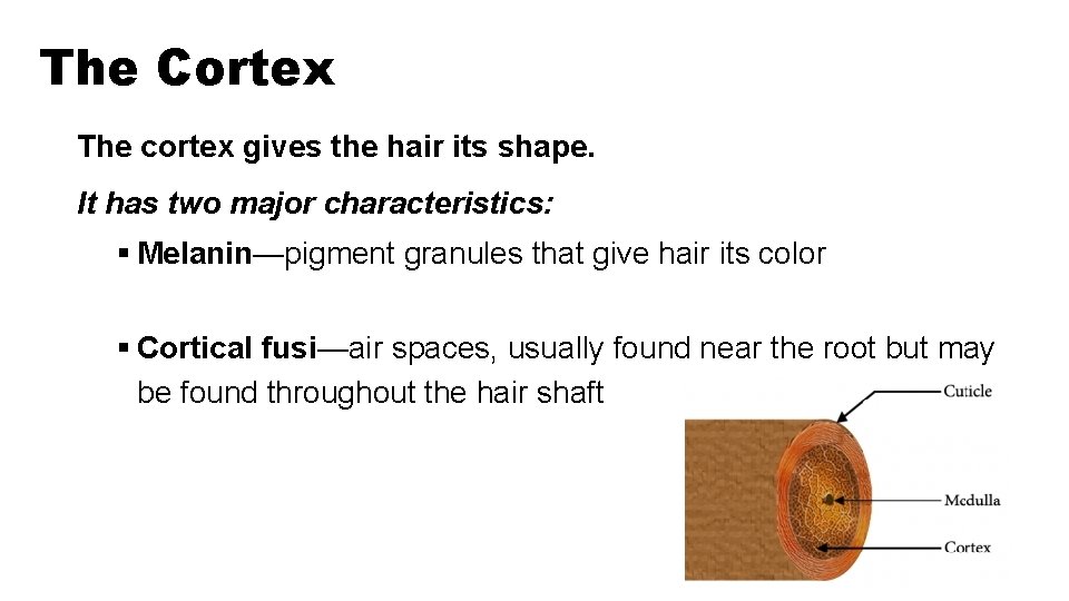 The Cortex The cortex gives the hair its shape. It has two major characteristics: