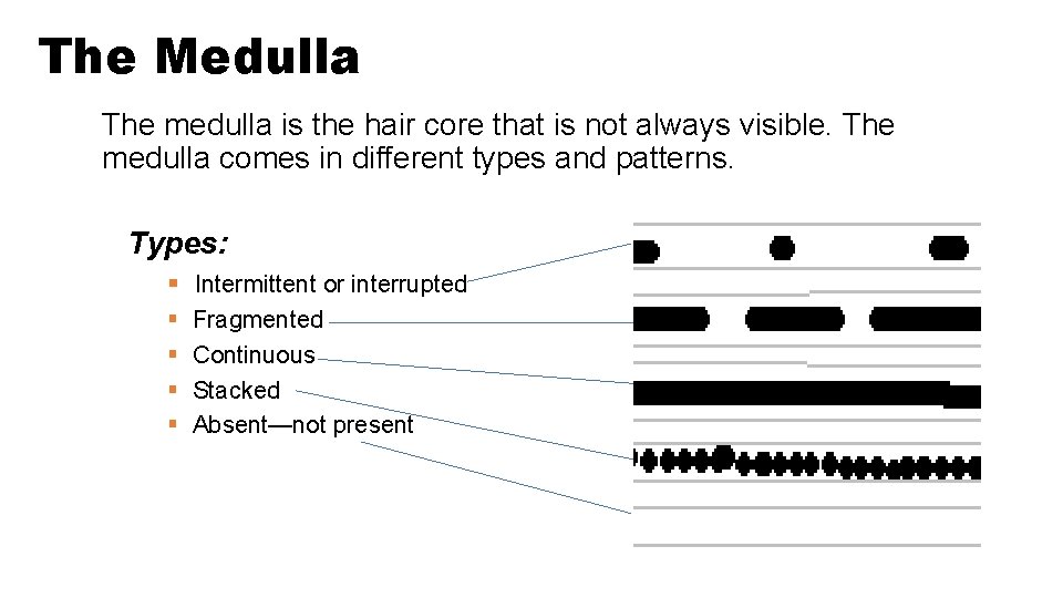 The Medulla The medulla is the hair core that is not always visible. The The Medulla The medulla is the hair core that is not always visible. The