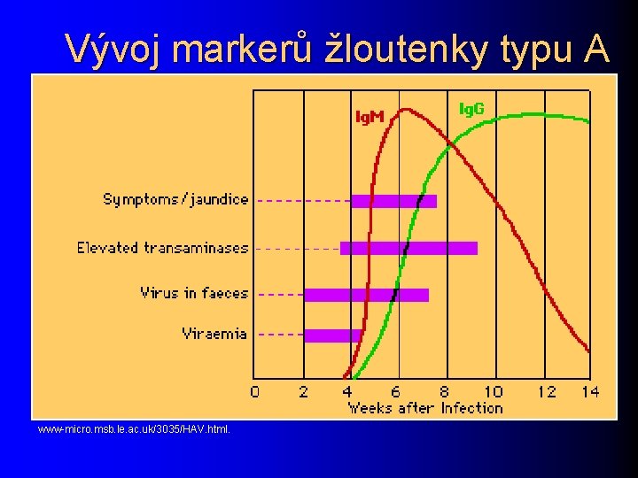 Vývoj markerů žloutenky typu A www-micro. msb. le. ac. uk/3035/HAV. html. 