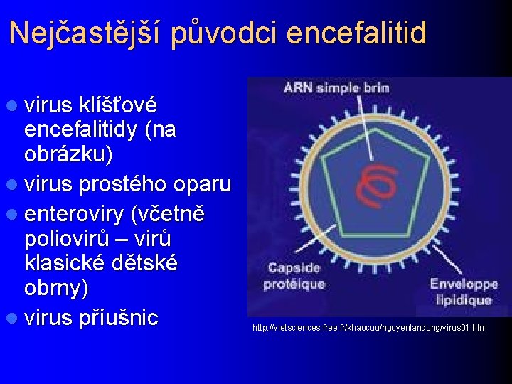 Nejčastější původci encefalitid l virus klíšťové encefalitidy (na obrázku) l virus prostého oparu l