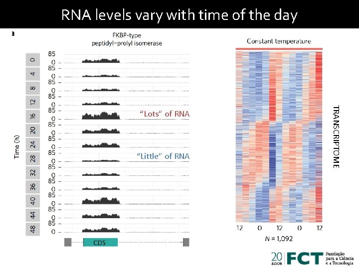 RNA levels vary with time of the day “Little” of RNA TRANSCRIPTOME “Lots” of