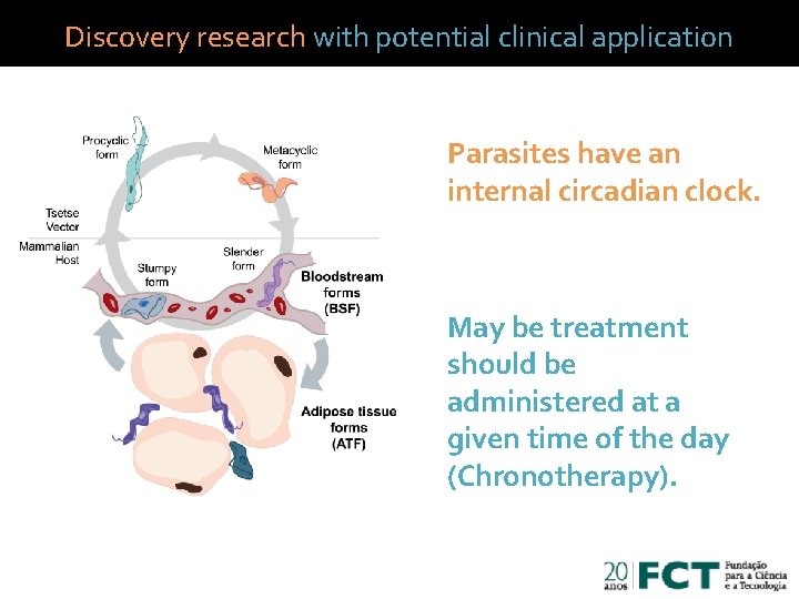 Discovery research with potential clinical application Parasites have an internal circadian clock. May be