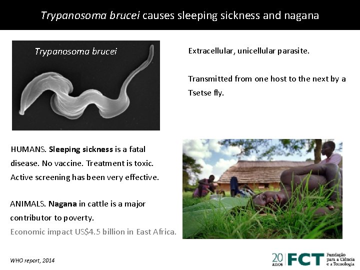 Trypanosoma brucei causes sleeping sickness and nagana Trypanosoma brucei Extracellular, unicellular parasite. Transmitted from