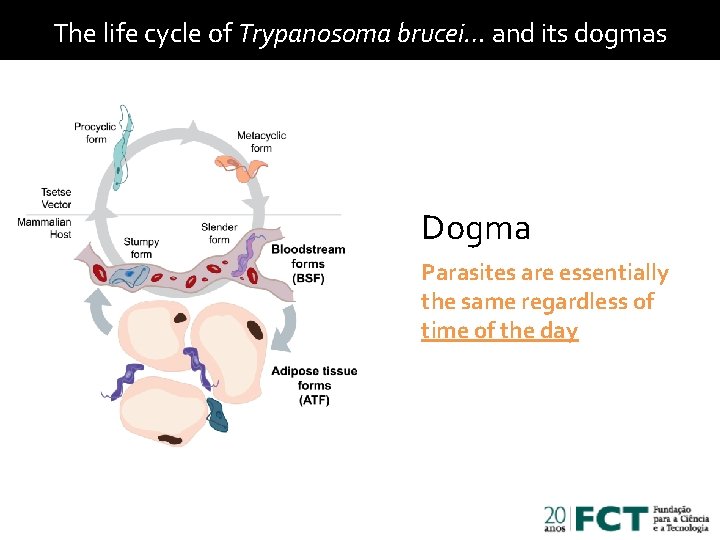 The life cycle of Trypanosoma brucei… and its dogmas Dogma Parasites are essentially the