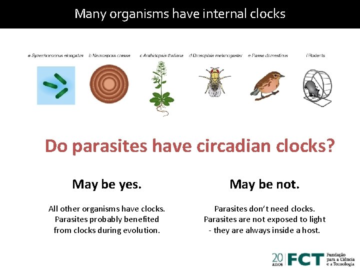 Many organisms have internal clocks Do parasites have circadian clocks? May be yes. May