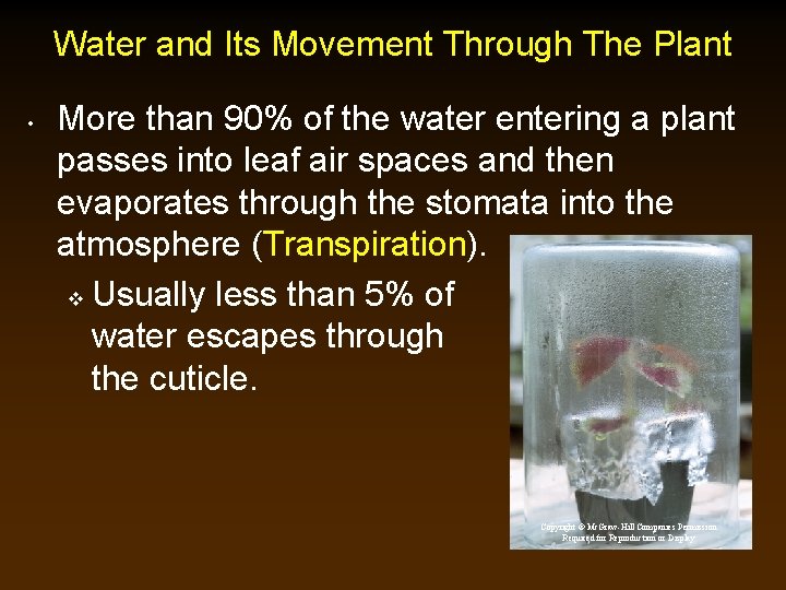 Water and Its Movement Through The Plant • More than 90% of the water