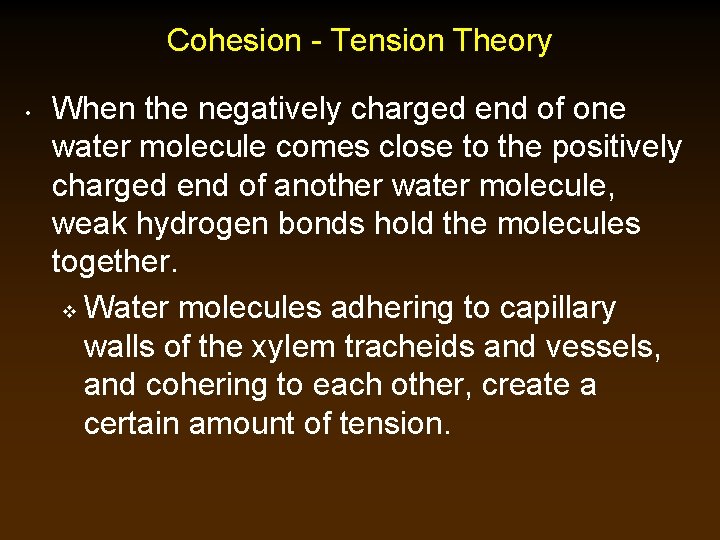 Cohesion - Tension Theory • When the negatively charged end of one water molecule
