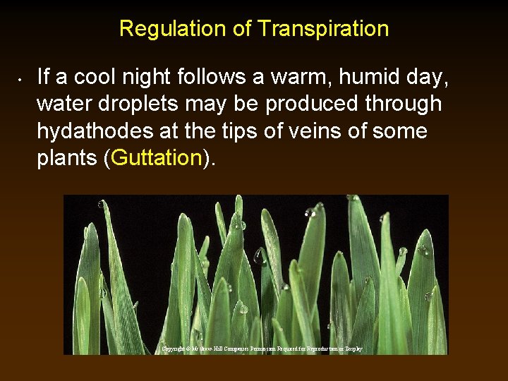 Regulation of Transpiration • If a cool night follows a warm, humid day, water