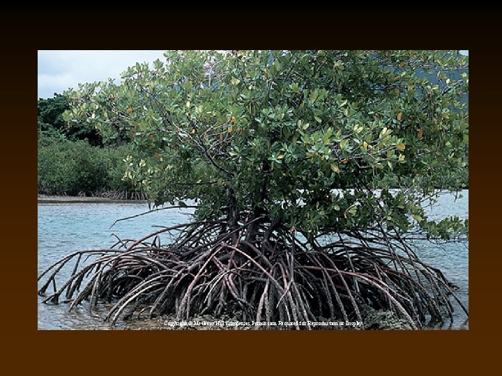 Copyright © Mc. Graw-Hill Companies Permission Required for Reproduction or Display 