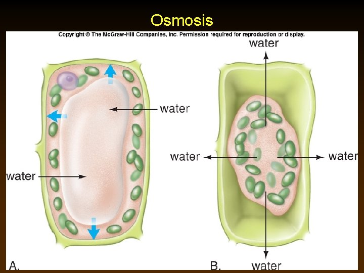 Osmosis 