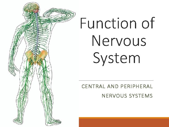 Function of Nervous System CENTRAL AND PERIPHERAL NERVOUS SYSTEMS 