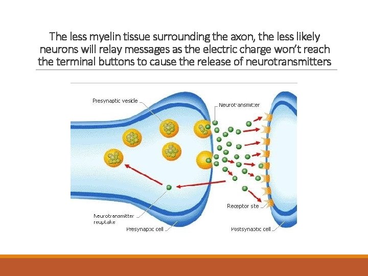 The less myelin tissue surrounding the axon, the less likely neurons will relay messages