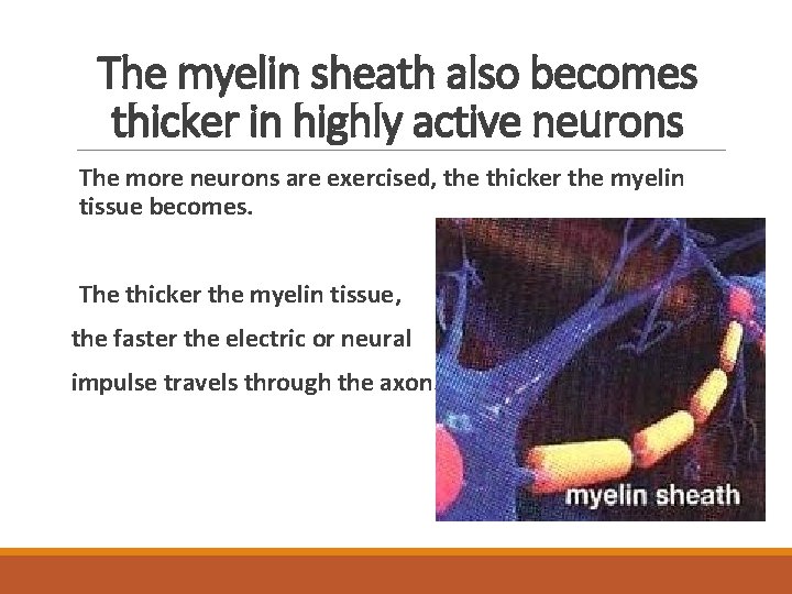 The myelin sheath also becomes thicker in highly active neurons The more neurons are