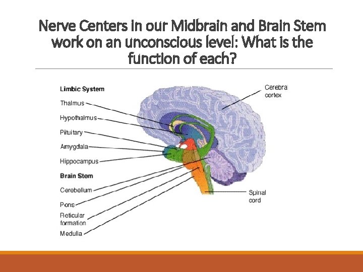 Nerve Centers in our Midbrain and Brain Stem work on an unconscious level: What