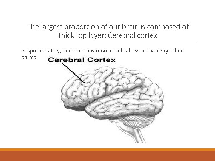 The largest proportion of our brain is composed of thick top layer: Cerebral cortex