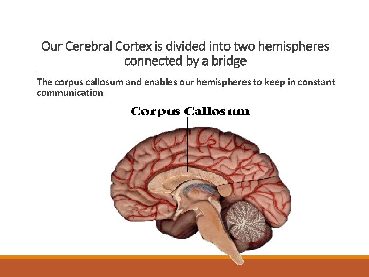 Our Cerebral Cortex is divided into two hemispheres connected by a bridge The corpus