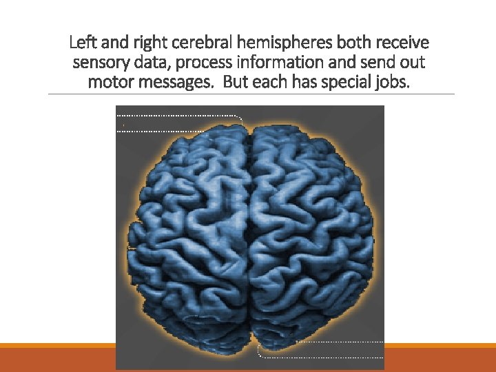 Left and right cerebral hemispheres both receive sensory data, process information and send out