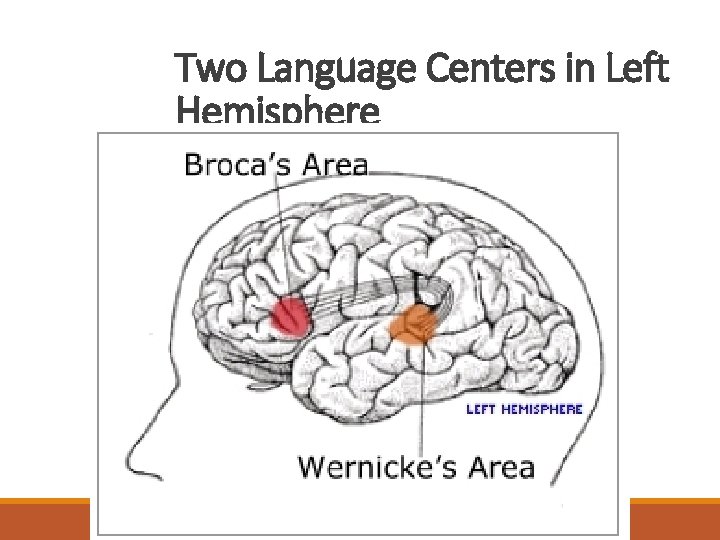 Two Language Centers in Left Hemisphere 