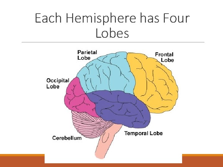 Each Hemisphere has Four Lobes 