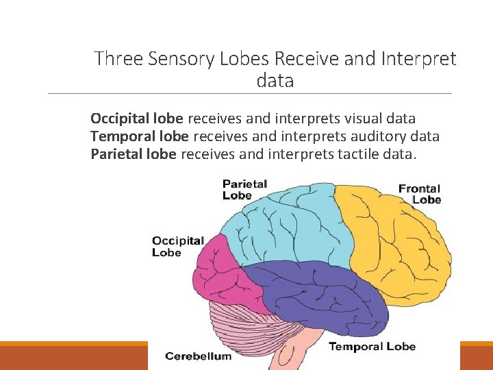 Three Sensory Lobes Receive and Interpret data Occipital lobe receives and interprets visual data