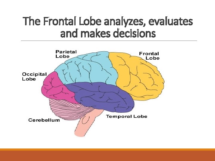 The Frontal Lobe analyzes, evaluates and makes decisions 