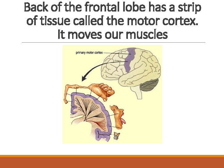 Back of the frontal lobe has a strip of tissue called the motor cortex.