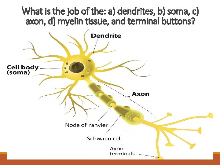 What is the job of the: a) dendrites, b) soma, c) axon, d) myelin